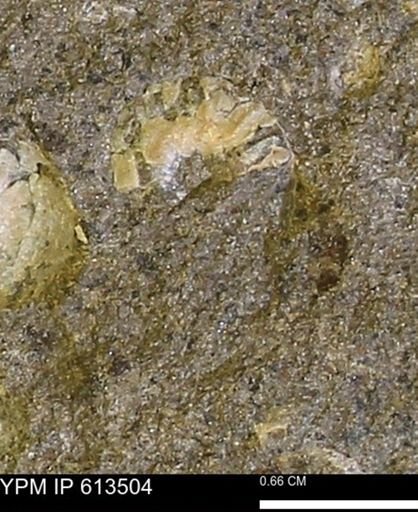 Scaphites sp.