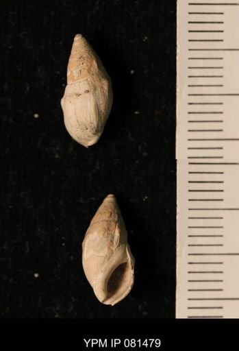 Melanopsis sp.