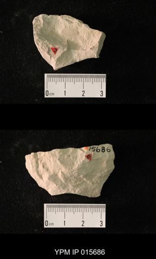 Pycnoblattina compacta
