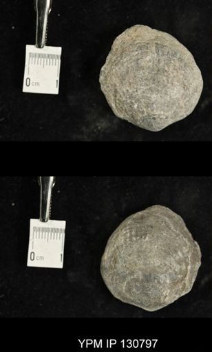 Spinatrypa spinosa