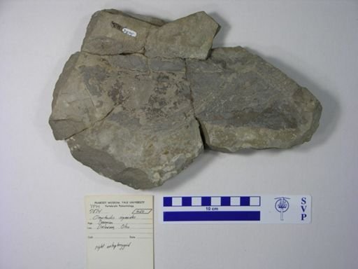 Onychodus sigmoides
