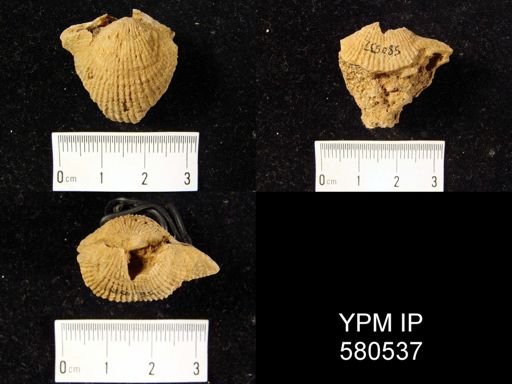 undet. Atrypida