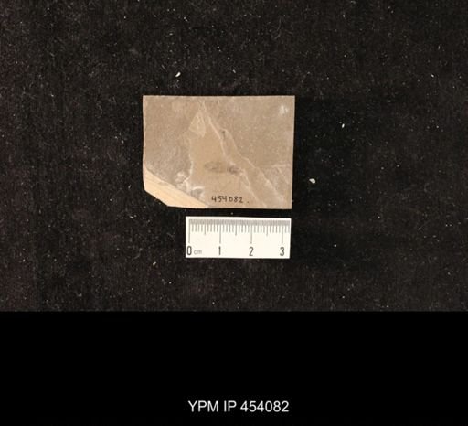 undet. Hexapoda