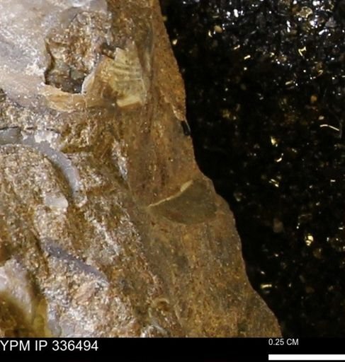 undet. Mollusca