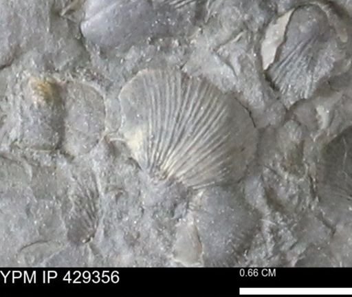 Devonochonetes scitulus