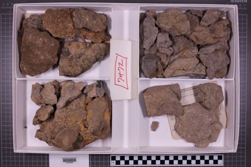 mixed taxa, stratigraphic collection