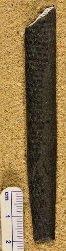 Lepidodendron gaspeanum