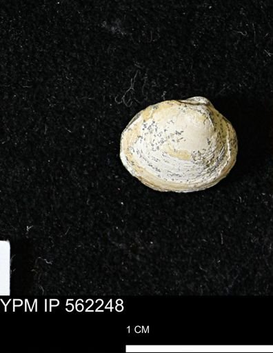 Limopsis striatopunctatus
