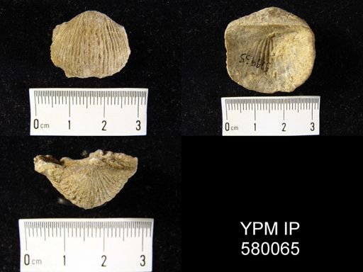 Strophodonta sp.