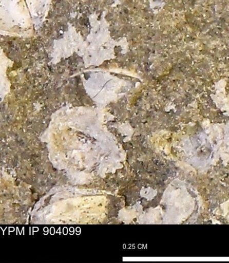 undet. Mollusca