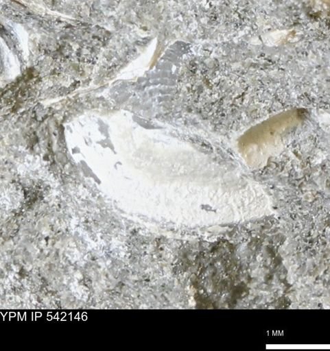 Limopsis striatopunctatus