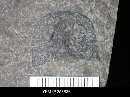 Eurypterus sp.