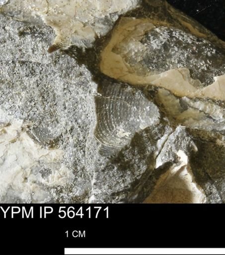 Limopsis sp.