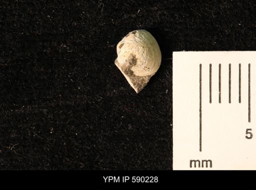 Cymbophora warrenana