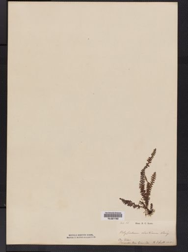 Polypodium