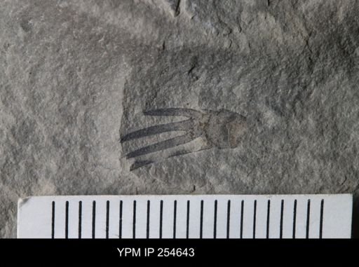 Eurypterida