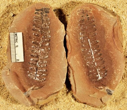 Pecopteris