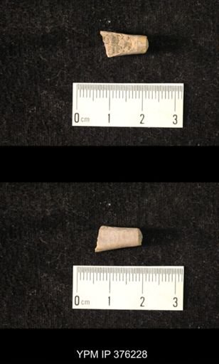 Pseudorthoceras knoxense