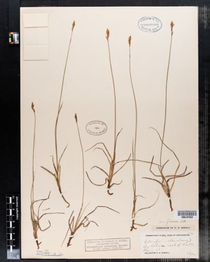 Carex foenea