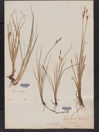 Carex livida