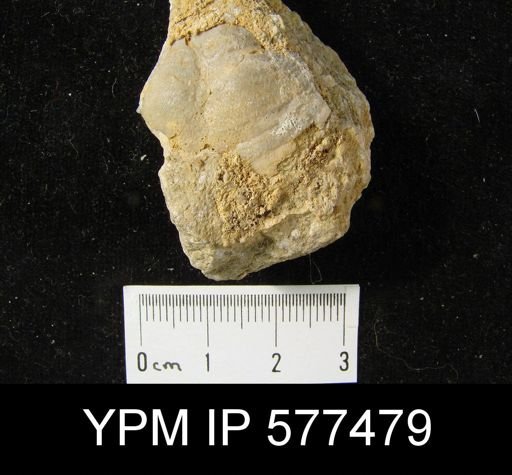 Waagenoconcha montpelierensis