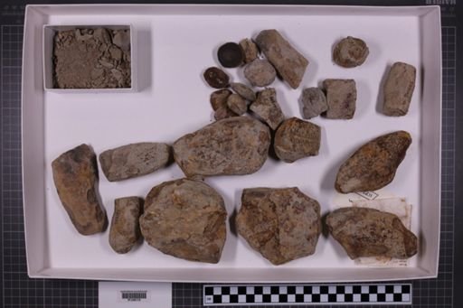 mixed taxa, stratigraphic collection