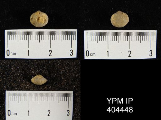 undet. Brachiopoda