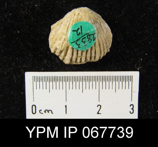 Anastrophia verneuili