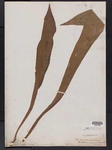 Arthropteris