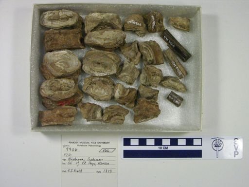 undet. Ichthyodectidae