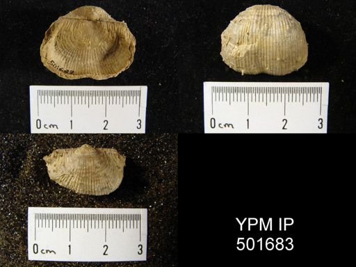 Marginifera lasallensis