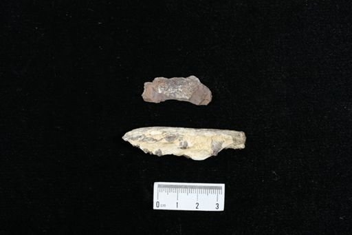 Pachyrhizodus sp.