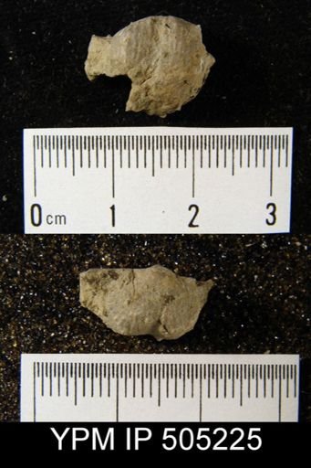 Marginifera haydenensis