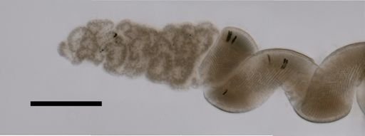 Lychnagalma utricularia