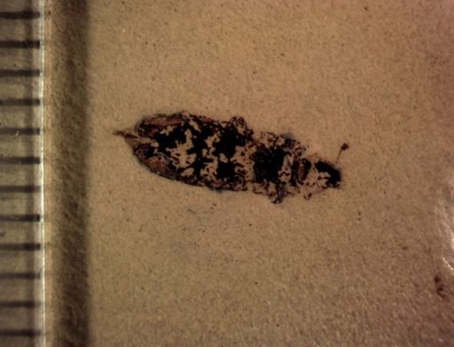 undet. Coleoptera