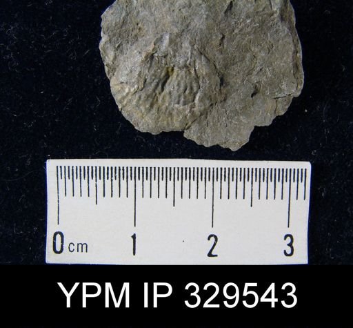 Productella navicella