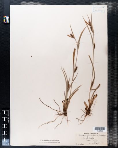 Carex glaucodea