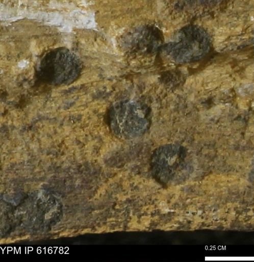 Teredo sp.