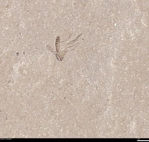 undet. Diptera