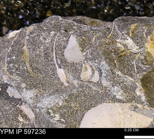 Limopsis striatopunctatus
