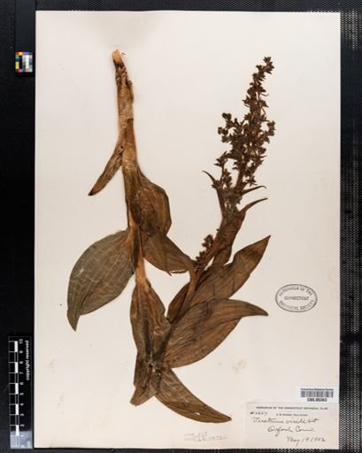 Veratrum viride
