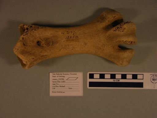 Dinornithiformes