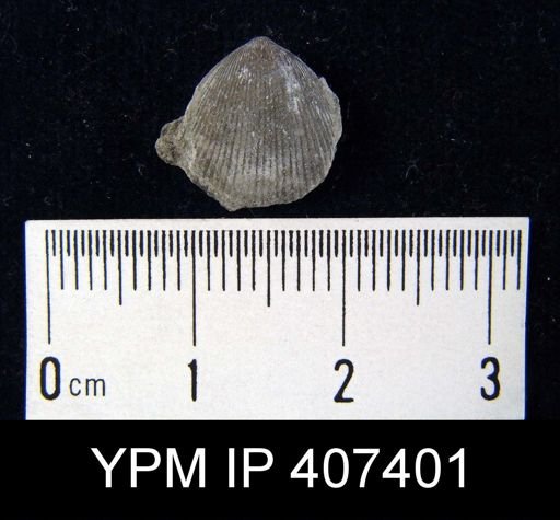 Catazyga anticostiensis