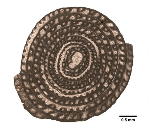 Polydiexodina capitanensis