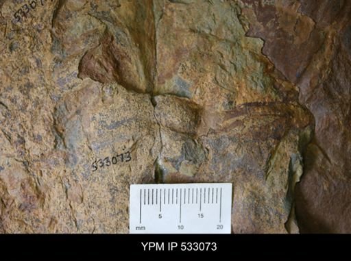 undet. Trilobita