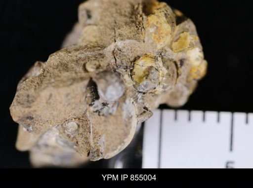undet. Ammonoidea