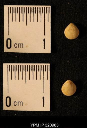 Dielasma elongatum