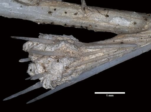 Lepidisis vitrea