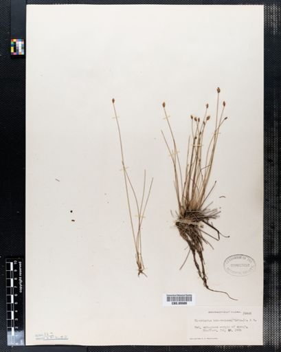 Eleocharis tuberculosa