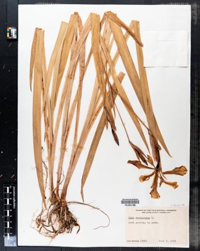 Iris versicolor